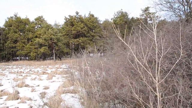 Косуля по белой тропе смотреть онлайн