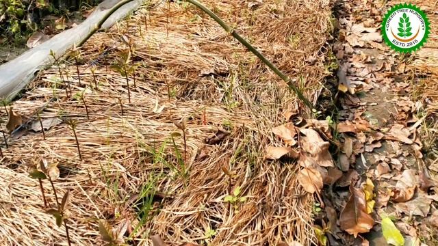 HOW TO GROW AVOCADO PLANT FORM SEED Green Tree Nursery