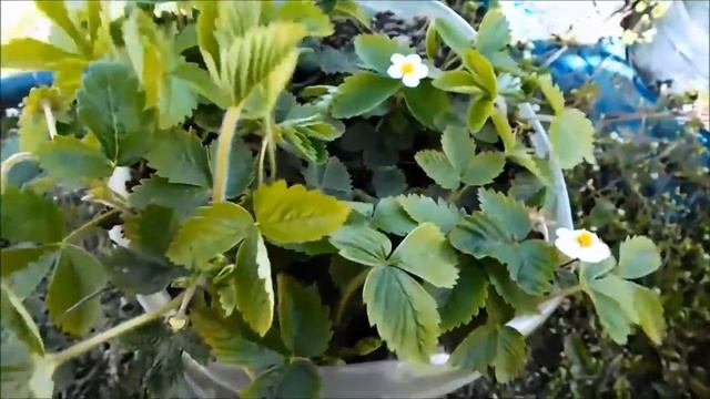 Как альпийская земляника растет в пластиковой бутылке смотреть онлайн