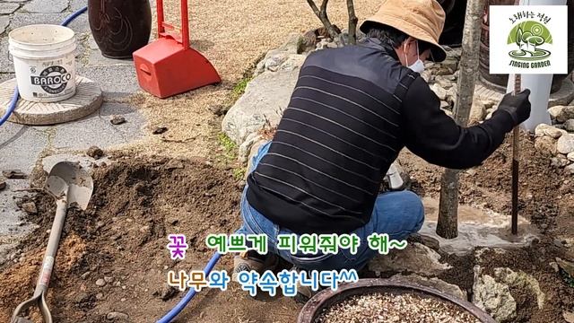 정원의 봄! 나무 이렇게 심으면 100% 살아요#홍화산사 미산딸나무 심는 날
