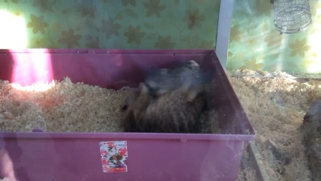 Mortal Kombat Сурикатов