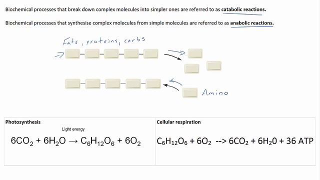 Biochemical processes смотреть онлайн