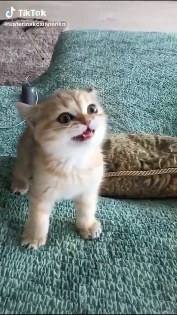 как рычит тигр смотреть онлайн