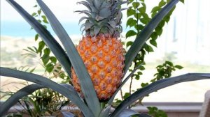 Как вырастить ананас дома