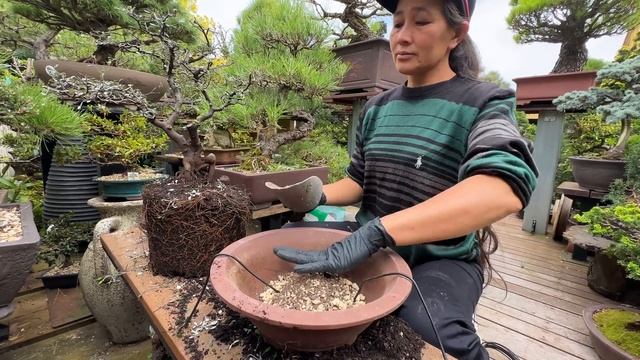 Corokia Cotoneaster Bonsai смотреть онлайн