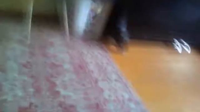 Кролик на прогулке смотреть онлайн