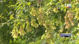 Чем опасен ясенелистный клен? Рассказывает бердский эколог