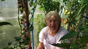 ЛЮБИМЫЙ СОРТ ТОМАТОВ "АФРОЧЕРРИ"