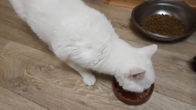 Тигра на ужине смотреть онлайн