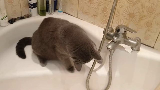 Кот сантехник смотреть онлайн