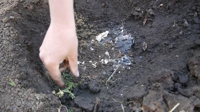 СУПЕР ПОДКОРМКА ПОМИДОР! Посадка помидор - ЧТО КЛАСТЬ В ЛУНКИ! смотреть онлайн