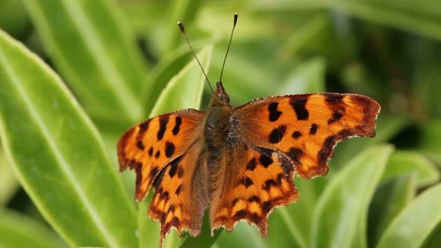 Comma Butterfly 550D смотреть онлайн