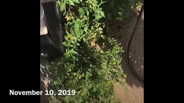 Episode 121: A Large Tomato Plant Growing in a Cement Crack. Where’s There’s a Will There’s a Way! смотреть онлайн