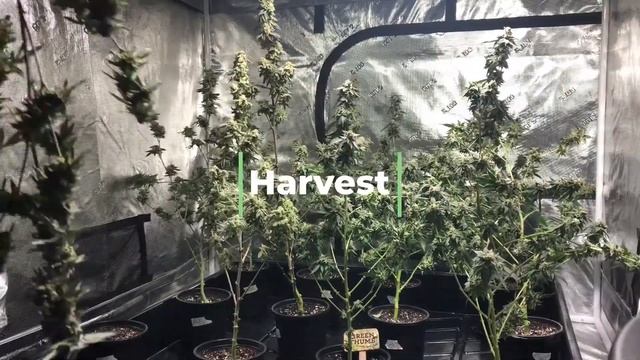 Marijuana Grow Tent Episode 5 - Harvest смотреть онлайн