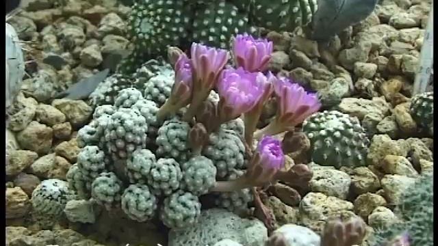 Mammillaria theresae Vidéo 585 - 2017 Batigne Pierre смотреть онлайн