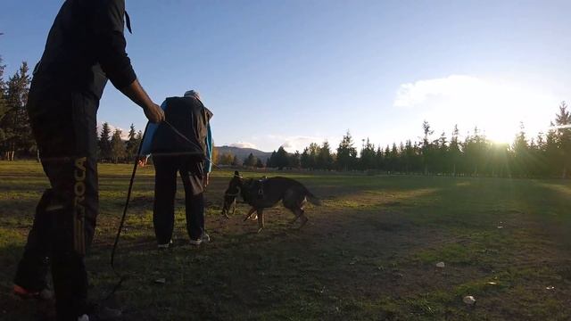 Oscar Mora With Max Working On Heeling ~ Video Presented By Prodogz.com Dog Equipment
