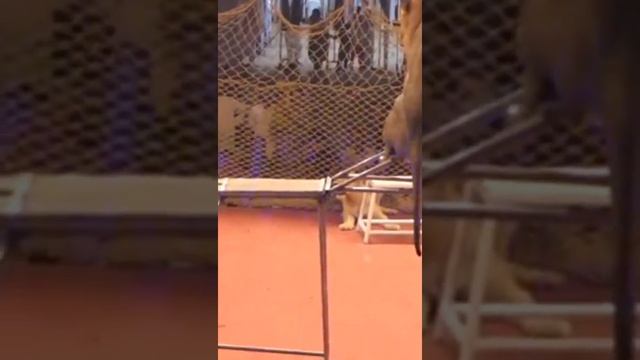 Lucky Irani 🎪 circus new show (14 _2 .2022)Kamal show video in Rahim Yar Khan смотреть онлайн