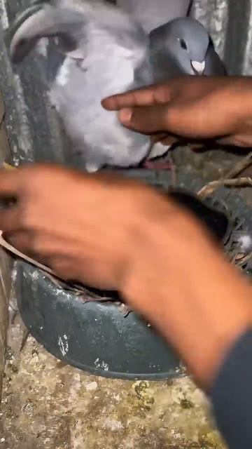 голубиное место для малыша чистое _pigeons _pigeon смотреть онлайн