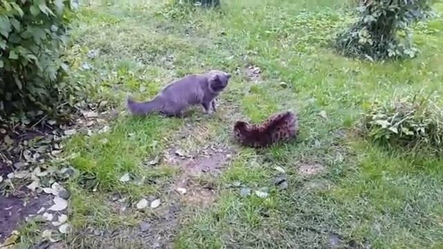 Магри и Брют