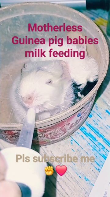 Guinea Pig milk feeding #goatmilk #babies #pet #srilanka #guinea #petlover #nature #savelives смотреть онлайн