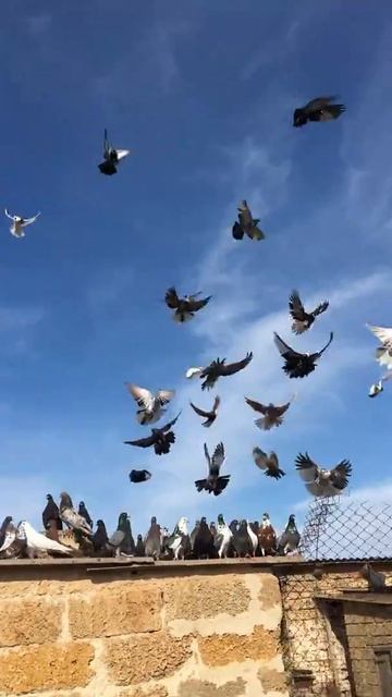 Карьерное голуби 04.04.2018