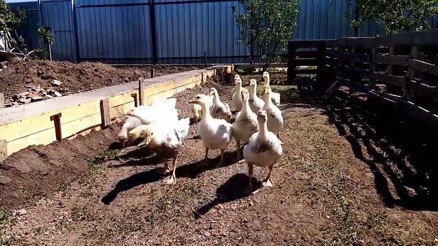 Крольчиха окролилась. На улице жара. Гусята на прогулке. Инкубация смотреть онлайн