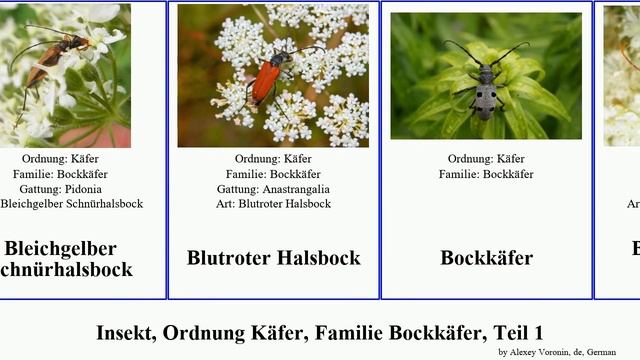 Insekt, Ordnung Käfer, Familie Bockkäfer, Teil 1 derobrachus insect chinensis afer fragrans ferus смотреть онлайн