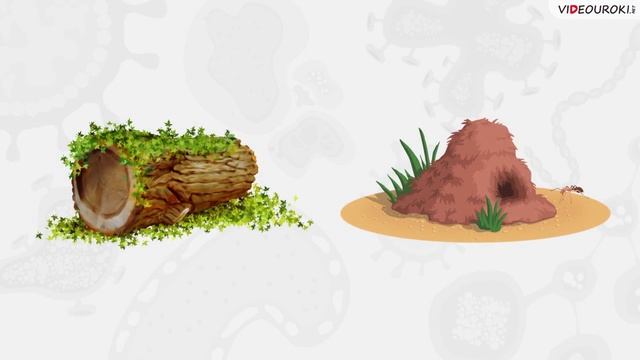 34. Биоценозы и экосистемы. Экологические факторы смотреть онлайн