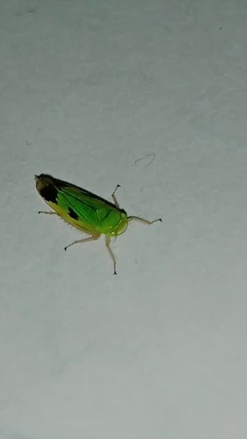 Leafhopper смотреть онлайн