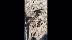 прошёл по пляже с металлоискателем весной