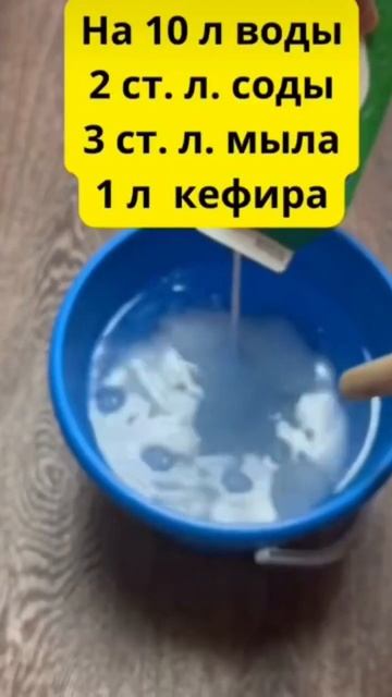 НАРОДНОЕ СРЕДСТВО ОТ ТЛИ И МУЧНИСТОЙ РОСЫ #просто #plant #gardening #flower смотреть онлайн