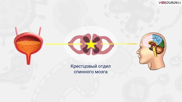 41. Выделительная система. Покровная система. Терморегуляция смотреть онлайн