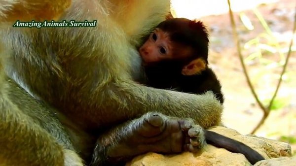 NEWBORN BRITTANY  SUCKING MILK TILL FALL ASLEEP, BRITTANY SO LOVELY BABY MONKEY