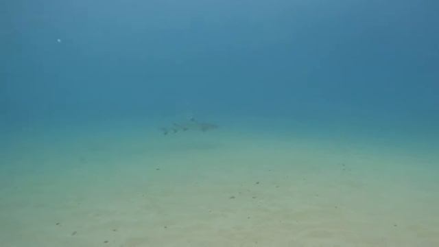 White Tip Reef Shark at Electric Beach - Oahu, HI смотреть онлайн