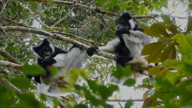 Indri facts 🦥 babakoto 🐒 one of the largest living lemurs 🐵 native to Madagascar 🇲🇬 смотреть онлайн