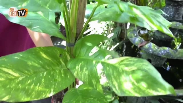 Inspirasi Rumah Kak Tyara, Intip Cara Perawatan Tanaman Hias Tumbuh Subur | Omded Tv #142