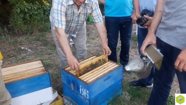 ПЧЕЛЫ В АВГУСТЕ | ПАСЕЧНОЕ ХОЗЯЙСТВО ГРИГОРИЯ СКУТАРЯ смотреть онлайн