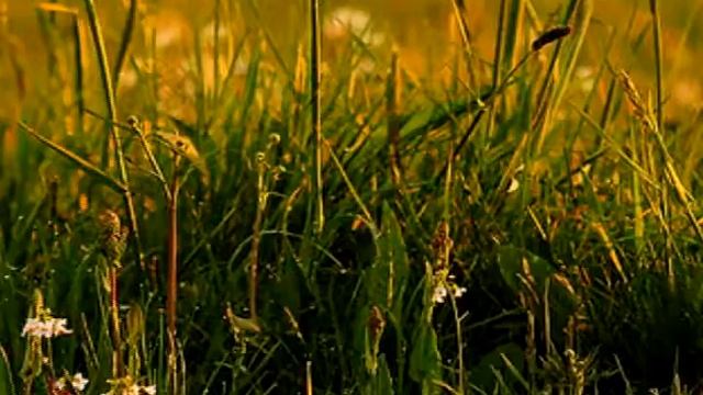 Formica Cinerea - Komora Z Poczwarkami