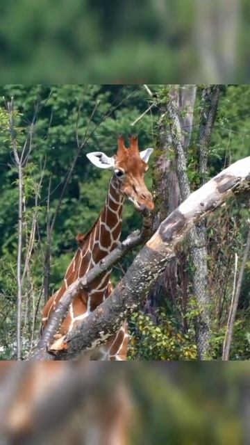GIRAFFE 🦒 LARGE MAMMAL/#shorts. смотреть онлайн