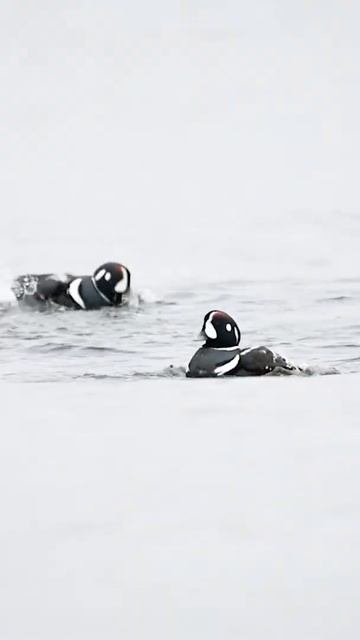Harlequin ducks taking a bath #shorts смотреть онлайн