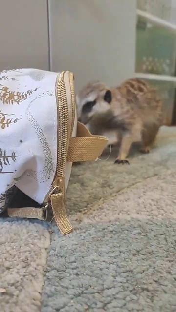Как играет сурикат 🌿 #pets #питомцы #сурикат #meerkat #животныедома