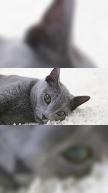 Russian Blue 😺 #cats #animals #shorts смотреть онлайн