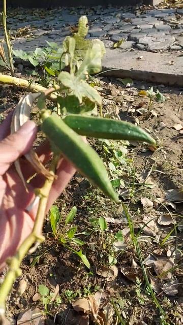 OKRA in my kitchen Garden смотреть онлайн