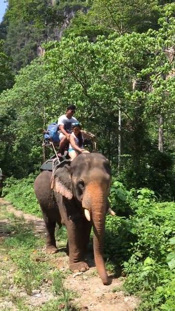 Jungle safari Krabi смотреть онлайн