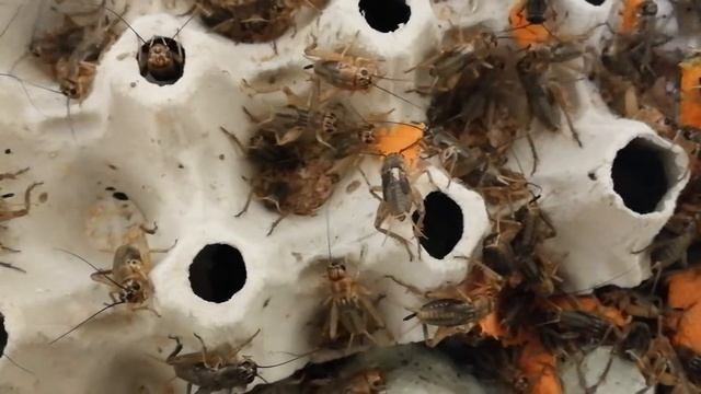 Gryllus assimilis are fighting for food смотреть онлайн