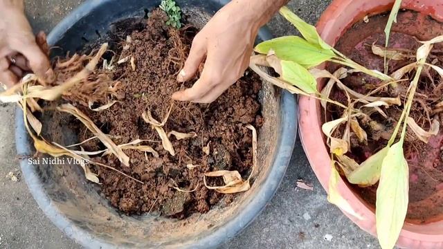 Organic Turmeric Harvest In Our Terrace Garden | Home Grown Turmeric | Sai Nidhi Vlogs#turmeric#vlo