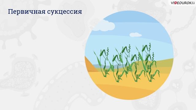 35. Самор-е и смена экосист. Устойчивость и динамика экосист. смотреть онлайн