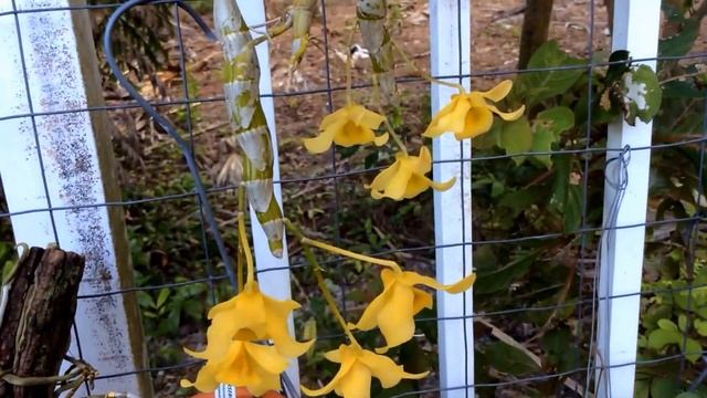 Dendrobium friedericksianum смотреть онлайн