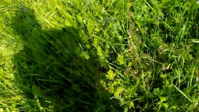 Я иду вместе с братом в яблоневый сад 2 мае видео смотреть онлайн