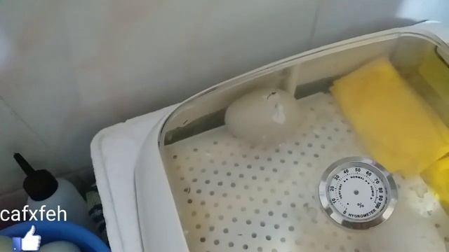 Duck (Eggs Steam) Fried Eating Delicious- eggs Technique hatching egg hatching eggs